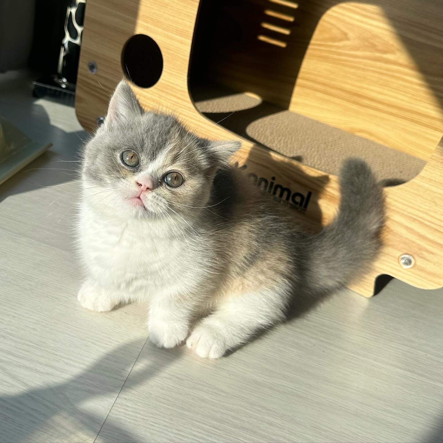 British Shorthair kitten