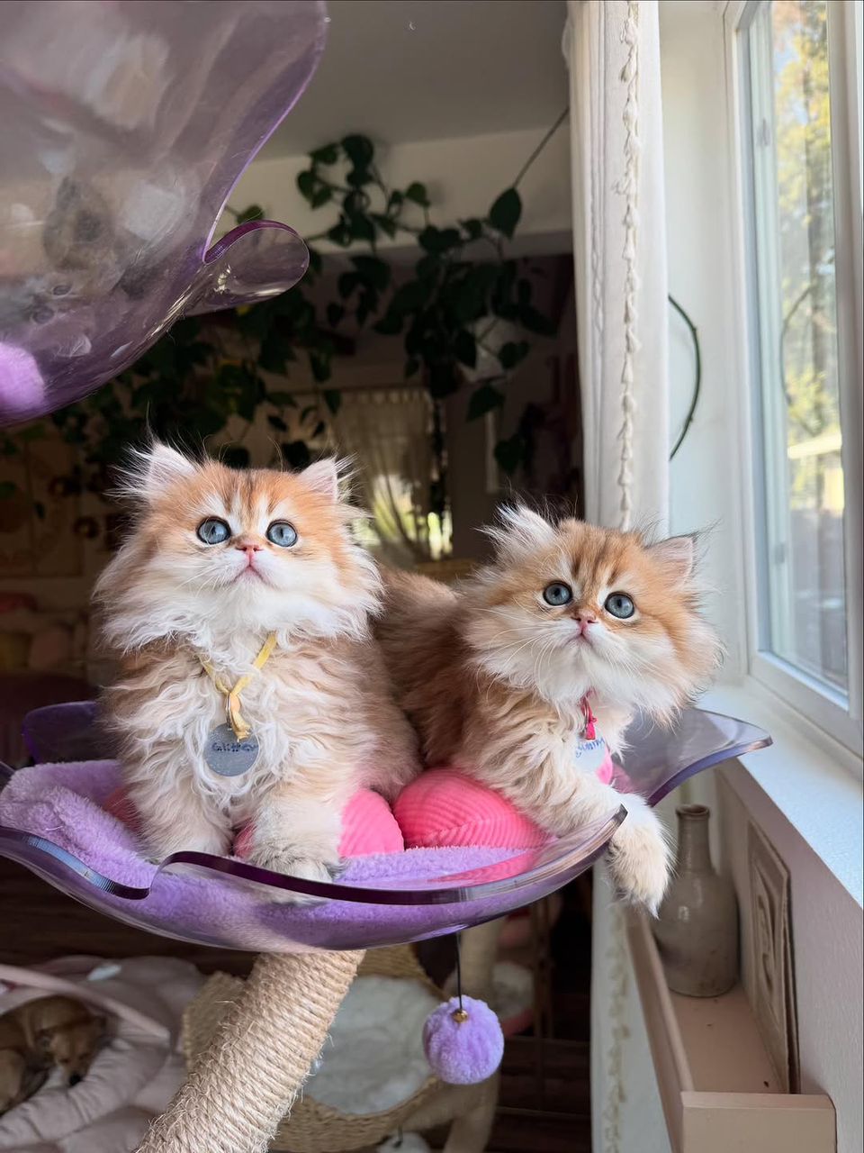 Royal British Shorthair home page