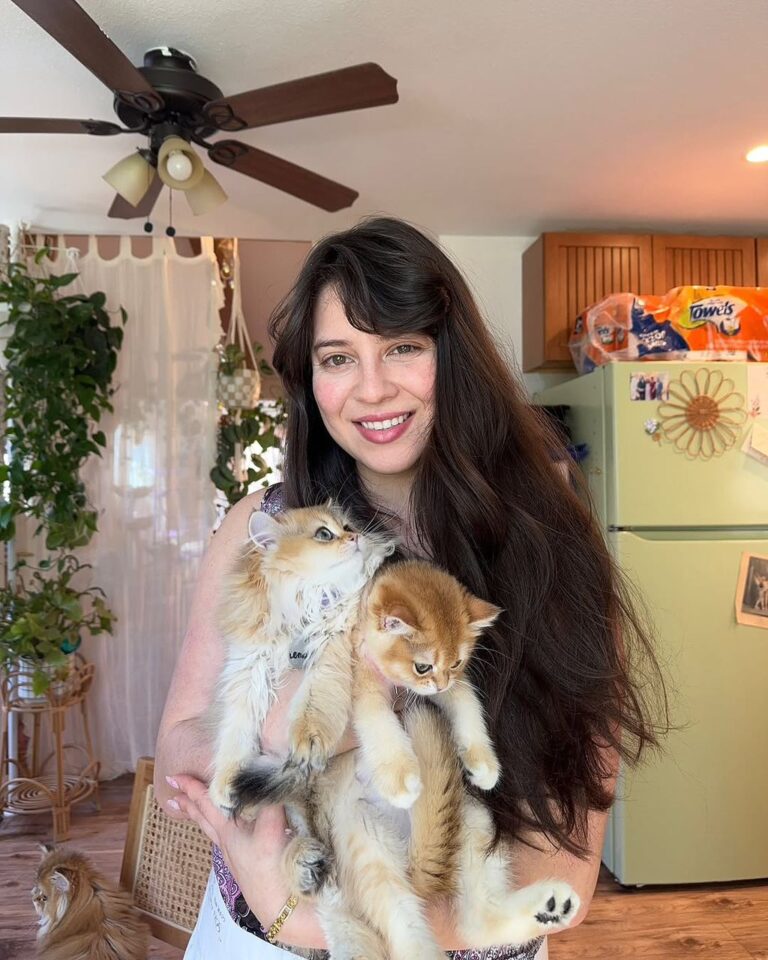 Royal British Shorthair home page