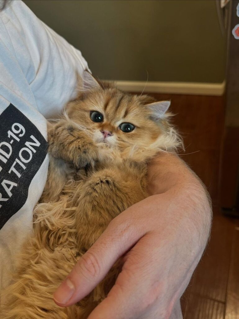 Royal British Shorthair testimonial img