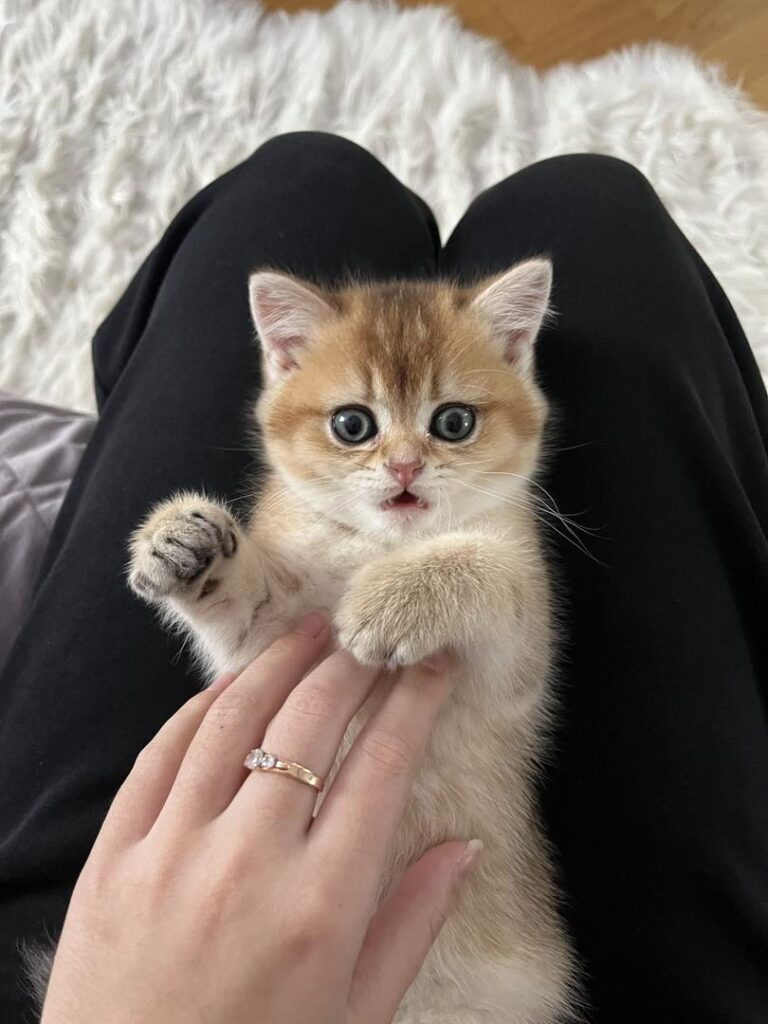 Royal British Shorthair testimonial img