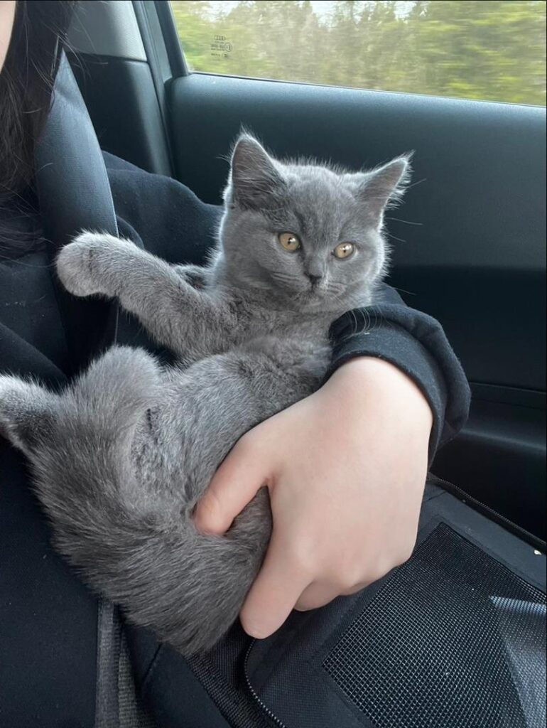 Royal British Shorthair testimonial img