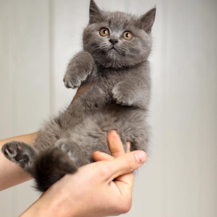 British Shorthair kitten