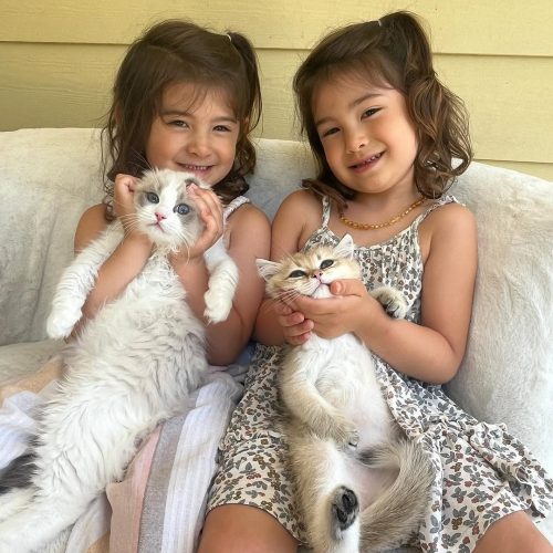 Fluffy Hearts Ragdolls img2