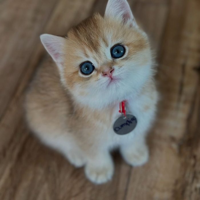 British Shorthair kitten